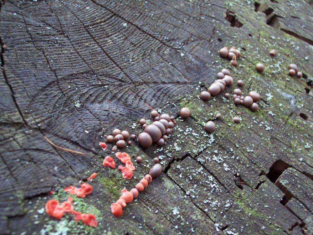 Lycogala epidendron